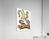 Migratory Squirrel Sciurus migratorius  Acrylic Print