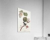 Pine Swamp Warbler Acrylic Print