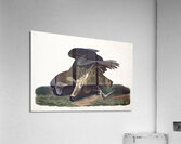 Black Vulture or Carrion Crow Acrylic Print