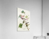 Bay-breasted Warbler Acrylic Print