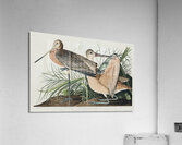 Great Marbled Godwit Acrylic Print