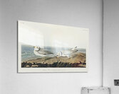 Great Marbled Godwit Acrylic Print