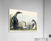Black-Throated Diver Acrylic Print