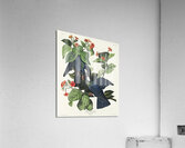 White-crowned Pigeon Acrylic Print