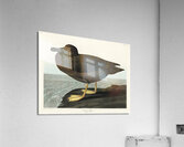 Dusky Albatros Acrylic Print