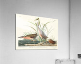 Virginia Rail Acrylic Print