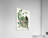 Broad-winged Hawk Acrylic Print