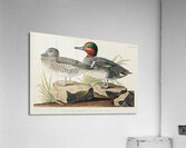 Broad-winged Hawk Acrylic Print