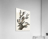 Marias Woodpecker Acrylic Print