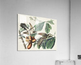 Yellow-billed Cuckoo Acrylic Print