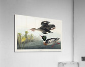 Red-breasted Merganser Acrylic Print