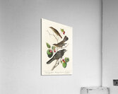Little Tawny Thrush Ptiliogonys Townsendi and Canada Jay Acrylic Print
