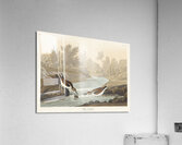 Little Sandpiper Acrylic Print