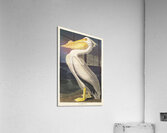 American White Pelican Acrylic Print