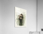 Nuttalls lesser-marsh Wren Acrylic Print