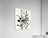 Great cinereous Shrike or Butcher Bird Acrylic Print