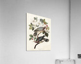 Band-tailed Pigeon Acrylic Print