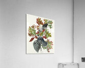 Canada Jay Acrylic Print