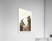 Columbian Water Ouzel and Arctic Water Ouzel Acrylic Print