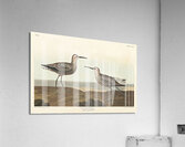 Long-legged Sandpiper Acrylic Print