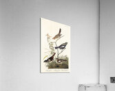 Lark Finch Prairie Finch and Brown Song Sparrow Acrylic Print