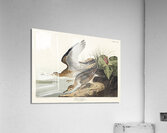 Bartram Sandpiper Impression acrylique