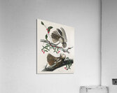 Chuck-wills Widow Acrylic Print