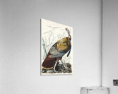 Wild Turkey or Great American Cock Acrylic Print