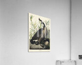 Canada Goose Acrylic Print