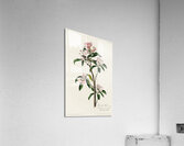 Cuviers Kinglet Acrylic Print