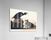 Black or Surf Duck Acrylic Print