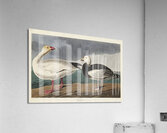 Black or Surf Duck Acrylic Print