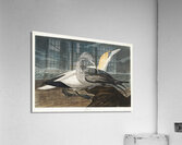 Gannet Impression acrylique