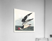 Black Skimmer Acrylic Print