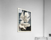 Iceland or Jer Falcon Acrylic Print