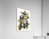 Pileated Woodpecker Acrylic Print