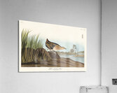 Yellow-breasted Rail Acrylic Print