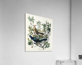 Boat-tailed Grackle Impression acrylique