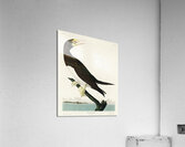 Booby Gannet Acrylic Print