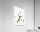 Red-eyed Vireo Acrylic Print