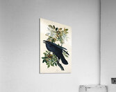 Raven Acrylic Print