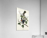 Cat Bird Acrylic Print