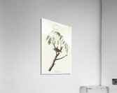 Chipping Sparrow Acrylic Print