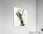 Three-toed Woodpecker Acrylic Print