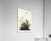 Wood Wren Acrylic Print