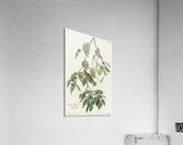 Autumnal Warbler Acrylic Print