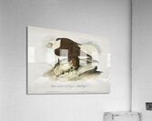 White Headed Sea Eagle or Bald Eagle Acrylic Print