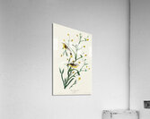 Yellow Red-poll Warbler Acrylic Print