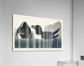 Razor Bill Acrylic Print