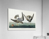 Stormy Petrel Acrylic Print